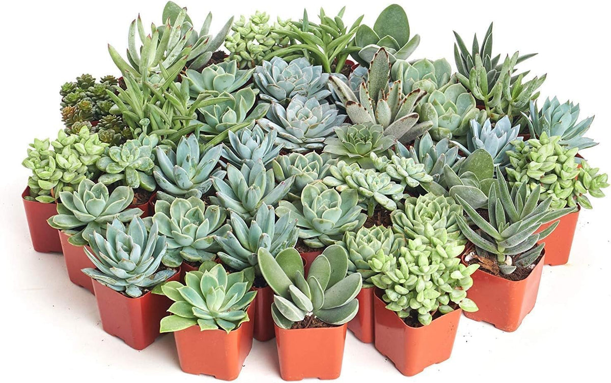 Shop Succulents | Azul Verde Collection | Assortment of Hand Selected, Fully Rooted Live Indoor