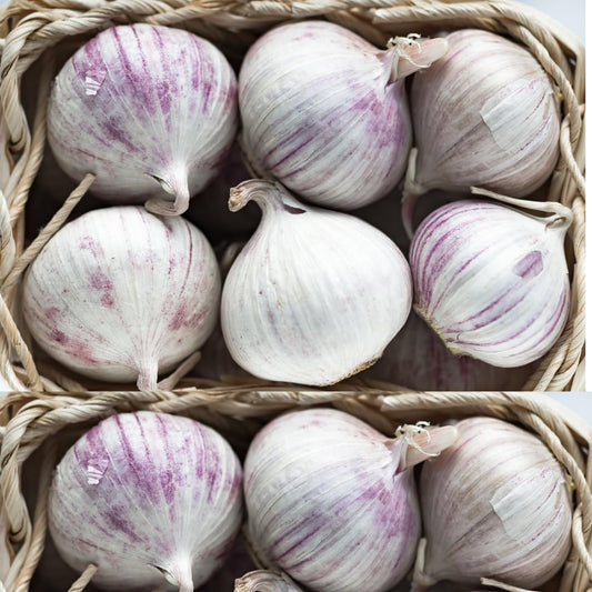 1 Pound Hard Neck Garlic for Planting in Fall, Big Garlic Bulb for Planting, Fresh and High Yield