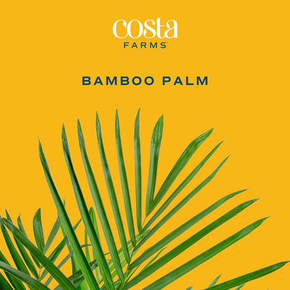 Costa Farms Bamboo Palm Live Plant in Decorative Pot, Air Purifying Large Indoor Houseplant