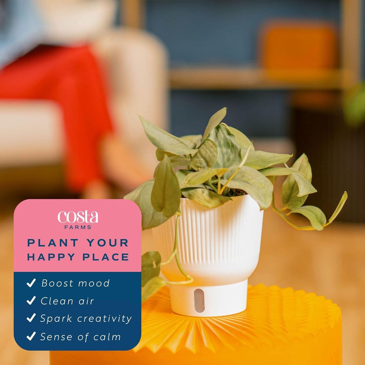 Costa Farms Scindapsus Platinum Java Live Plant in Self Watering Pot, Indoor Houseplant, Perfect