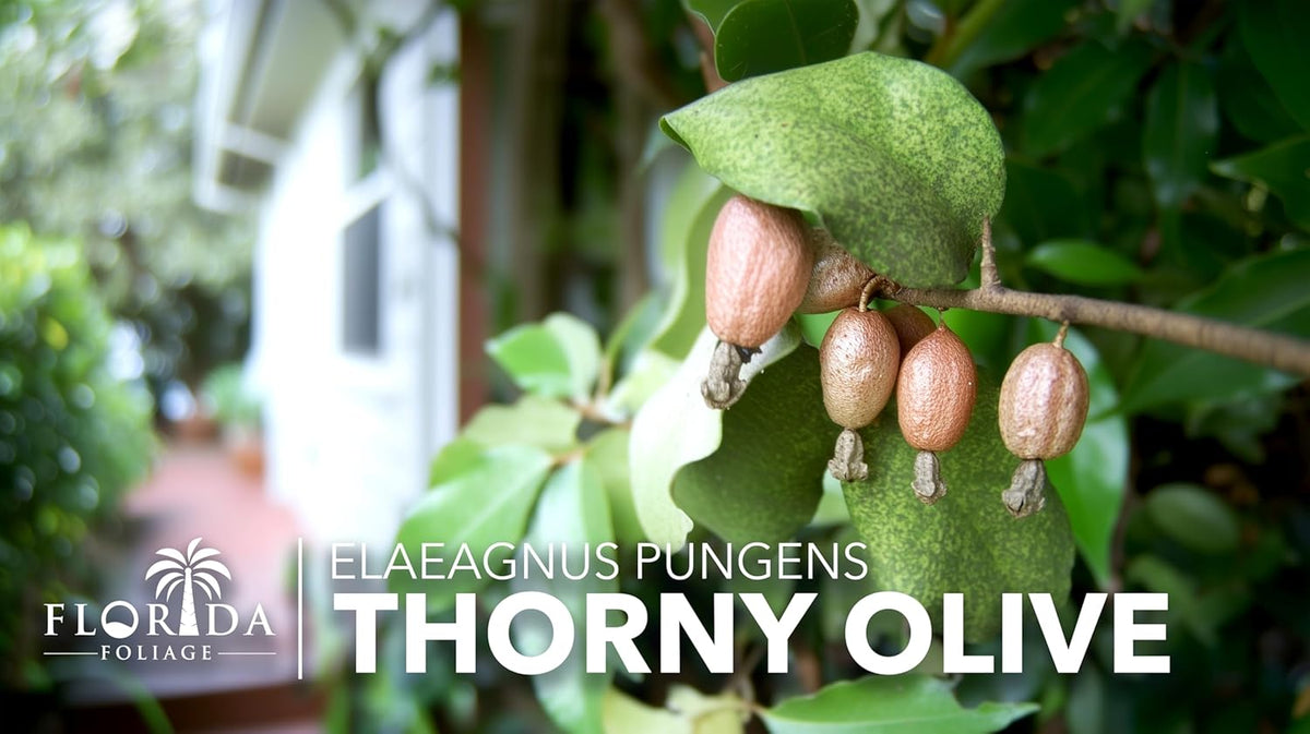 Elaeagnus Pungens I 30 Live Plants I Thorny Olive I Hardy Evergreen Shrub with Fragrant Blooms