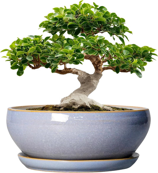 SQOWL 12 Inch Bonsai Pots - Shallow Ceramic Planter for Indoor Plants Outdoor, Large Succulent Pots