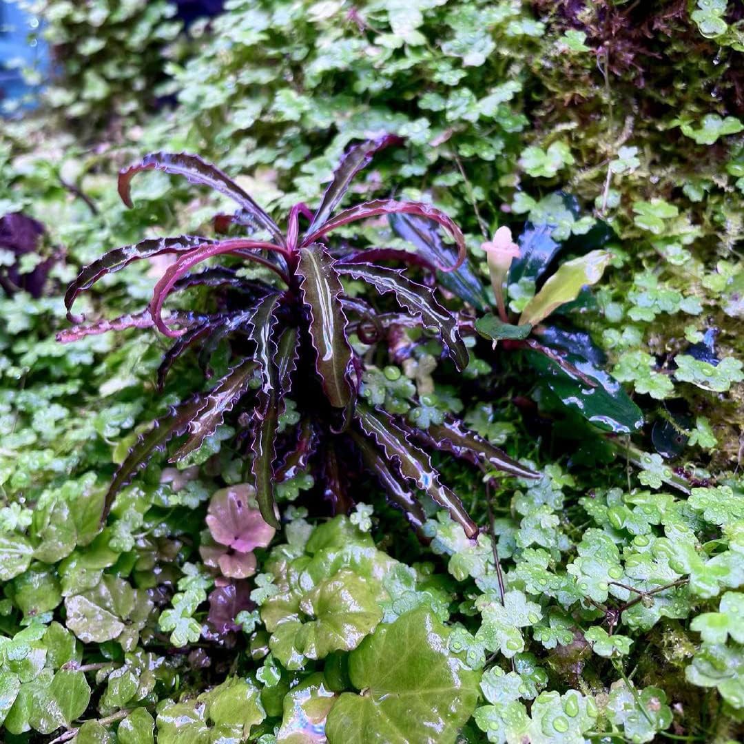 SubstrateSource Live Aquarium Stem Plants - Freshwater Aquatic Plant for Fish Tanks, Aquascaping