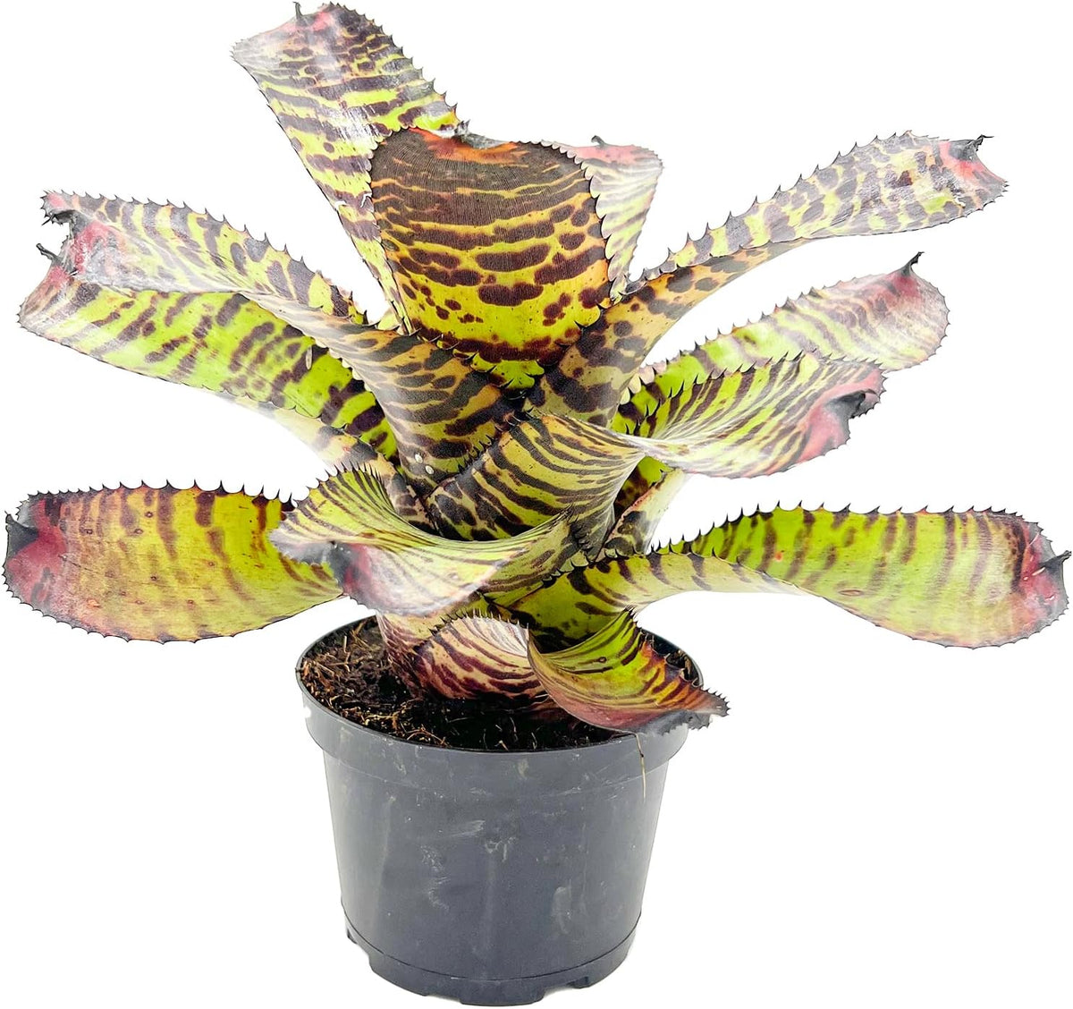 ragnaroc Live Plants – Bromeliad Neoregelia Dragon, 8-12" in 6" Pot - 1ct - Live Arrival Guaranteed