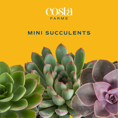 Costa Farms Mini Succulent Live Plant in Decorative Pot, Easy to Maintain Succulent Indoor