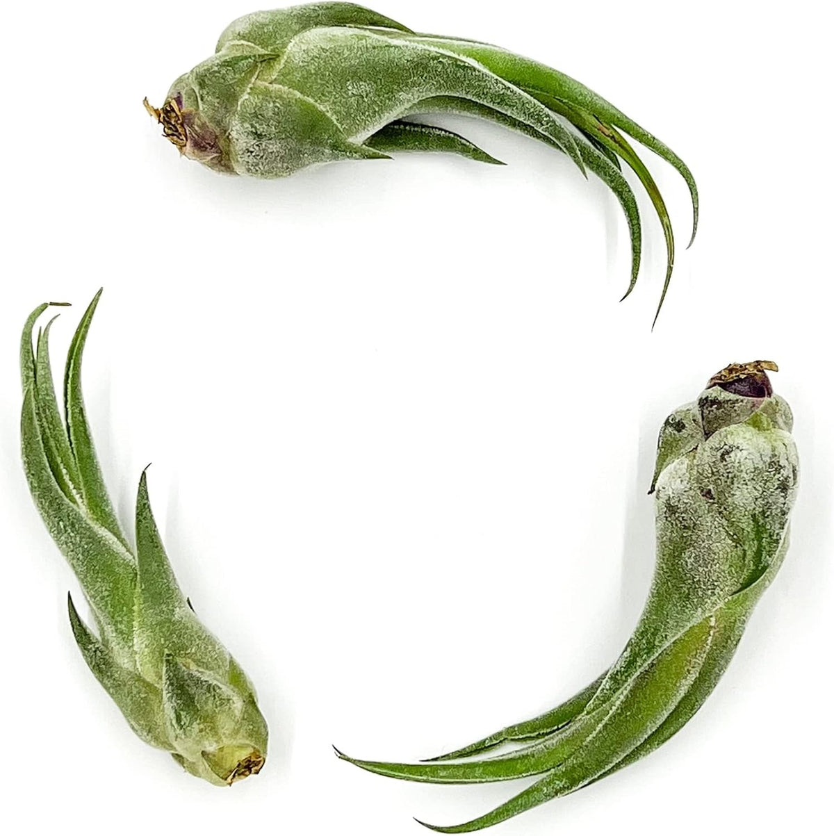 ragnaroc Air Plants - Tillandsia Seleriana, Large 4-6" - 3ct - Live Arrival Guaranteed - House