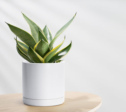 D'vine Dev 8.2 Inch Ceramic Planter Pot with Drainage Hole and Saucer, Indoor Cylinder Round