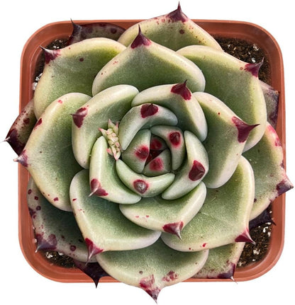 Live Succulent Echeveria Agavoides 'Halloweens', Approx 2-inch Large, Potted Succulents, Fully