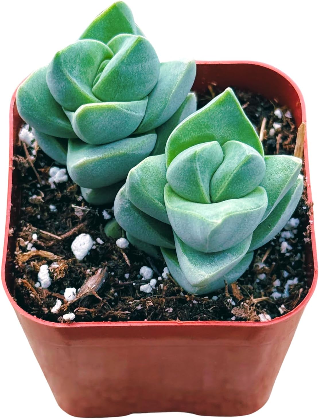 Succulents Plants Live 2inch Live Mini Succulent Plants, Easy Care House Plants Rooted in Succulent