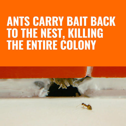 TERRO Ant Killer Bait Stations T300B - Liquid Bait to Eliminate Ants - Bait System - 12 Count