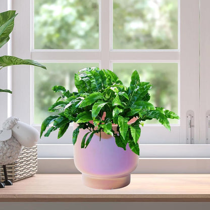 LB Pink Purple Ceramic Planters for Indoor Plants, Succulent Plant Pots Ceramic Plant Pot, Cute