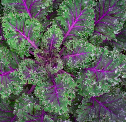 Red Russian Kale Seeds for Planting – Plant & Grow Heirloom Non GMO Red Russian Kale in Home