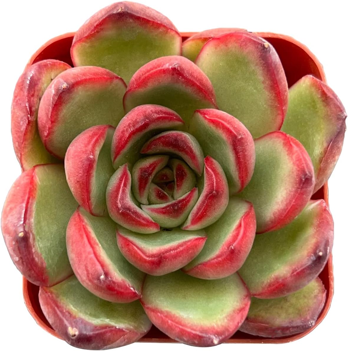 Sprout N Green Echeveria Puli-lindsayana, 1 Live Mini Succulent Plant Fully Rooted in 2 inch
