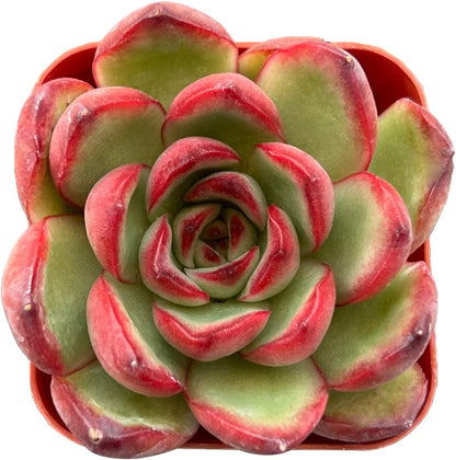 Sprout N Green Echeveria Puli-lindsayana, 1 Live Mini Succulent Plant Fully Rooted in 2 inch