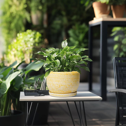 SQOWL Ceramic Flower Pots - 8 inch Plant Pot Indoor with Drainage Hole and Saucer, Modern Ceramic