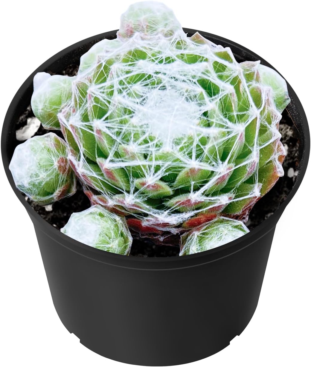 Sprout N Green Sempervivum arachnoideum, Live Succulent Fully Rooted in 2 inch Starter Pot, House