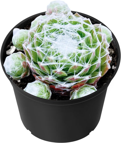 Sprout N Green Sempervivum arachnoideum, Live Succulent Fully Rooted in 2 inch Starter Pot, House