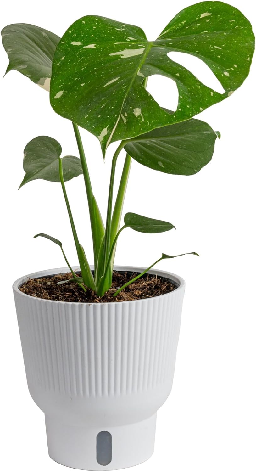 Costa Farms Thai Constellation, Variegated Monstera Live Plant in Self Watering Pot, Indoor