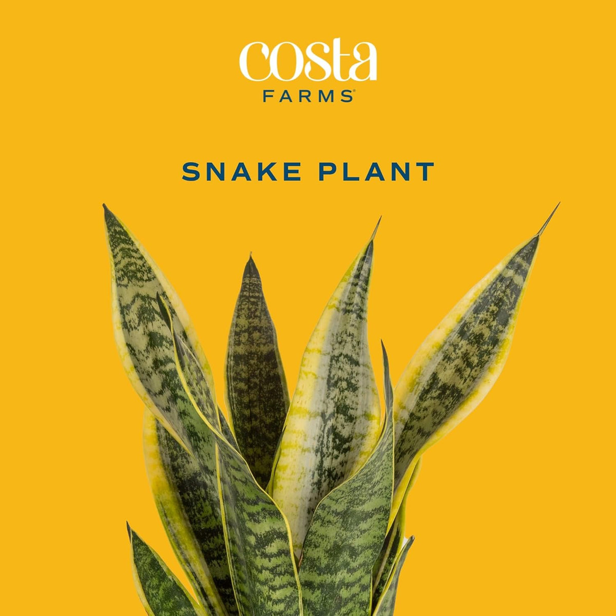 Costa Farms Snake, Sansevieria White-Natural Decor Planter Live Indoor Plant, 12-Inch Tall