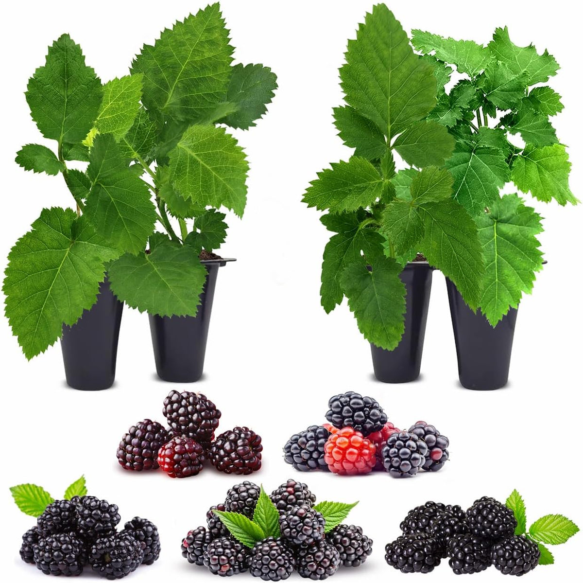Blackberry Plant Collection (4 Pack) Live Fruit Plants for Planting | 4 Different Varieties for a