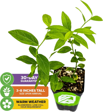 Pink Lemonade Blueberry Plant (Rabbiteye) – Vaccinium by Wellspring Gardens – Sweet Pink Fruit