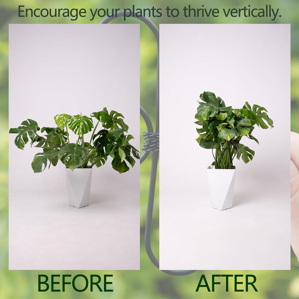 Black Monstera Plant Support 5.5IN 5PCS Premium Stem Support System for Indoor Plants, Durable