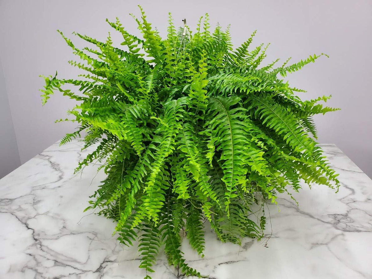 Live Boston Fern Hanging Basket Plant (10" Hanging Basket) - Overall Spread 25" to 30" - Tropical