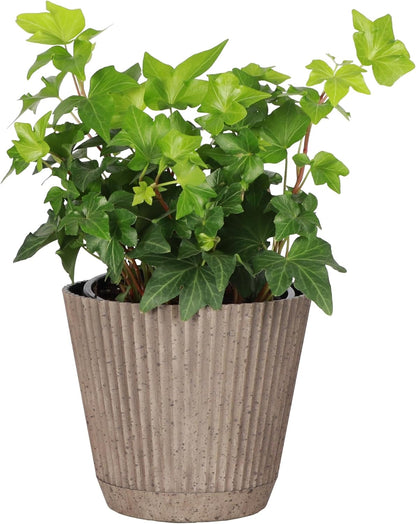 Thorsen's Greenhouse Live Green English Ivy Plant, Hedera Helix, Natural Air Purifier, Easy to