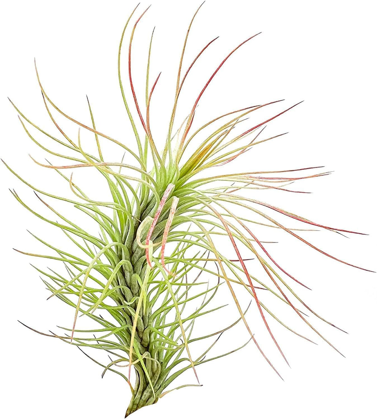 ragnaroc Air Plants - Tillandsia Funckiana, Large 5" - 3ct - Live Arrival Guaranteed - House Plants
