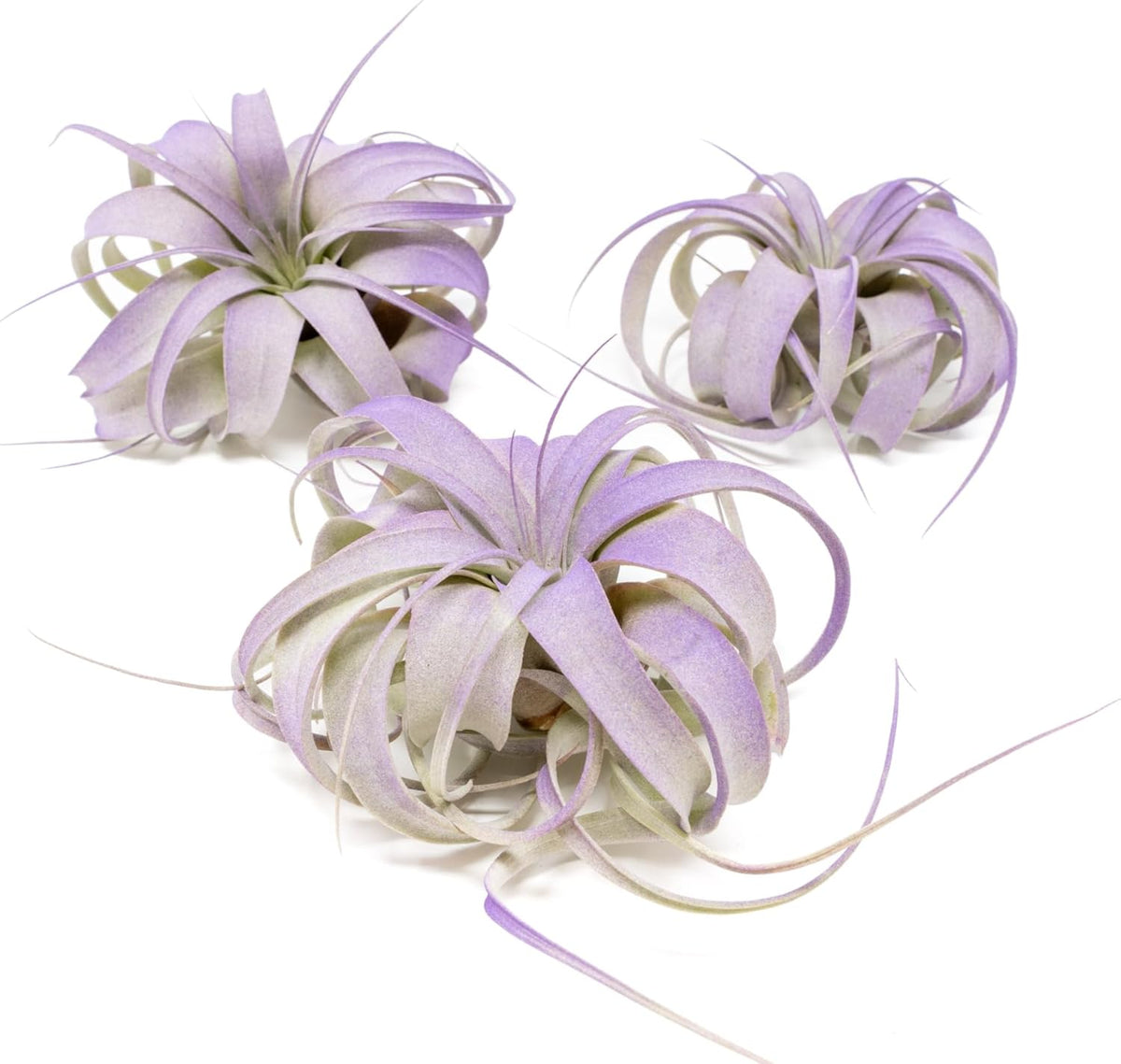 Purple Colorful Tillandsia Air Plants - Long Lasting Color Enhanced Live Tillandsia Succulent House