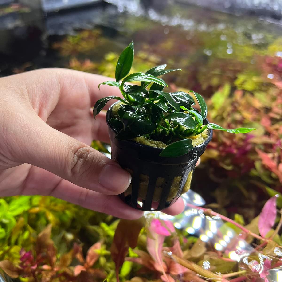 SubstrateSource Anubias Live Aquarium Plants - Potted Freshwater Plant for Fish Tanks, Terrariums
