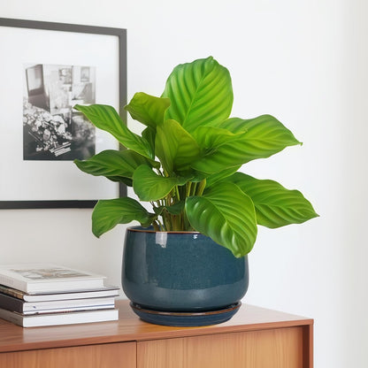 G EPGardening Ceramic Pot for Plants - Modern 7 Inch Round Planter with Drainage and Tray Indoor