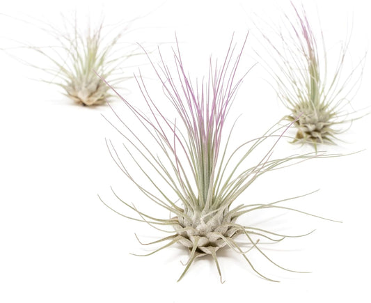 Lavender Colorful Tillandsia Air Plants - Long Lasting Color Enhanced Live Tillandsia Succulent