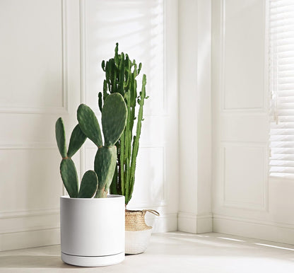 D'vine Dev 12 Inch Ceramic Planter Pot with Drainage Hole and Saucer, Indoor Cylinder Round Planter