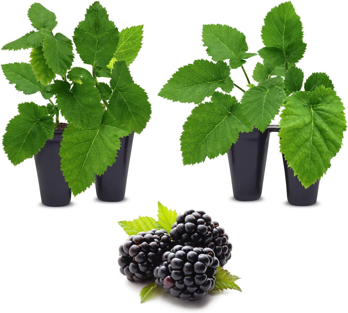 BlackBerry Plants Triple Crown (4 Pack) Live for Sale | Easy to Grow Plants | Edible Fruit Plant