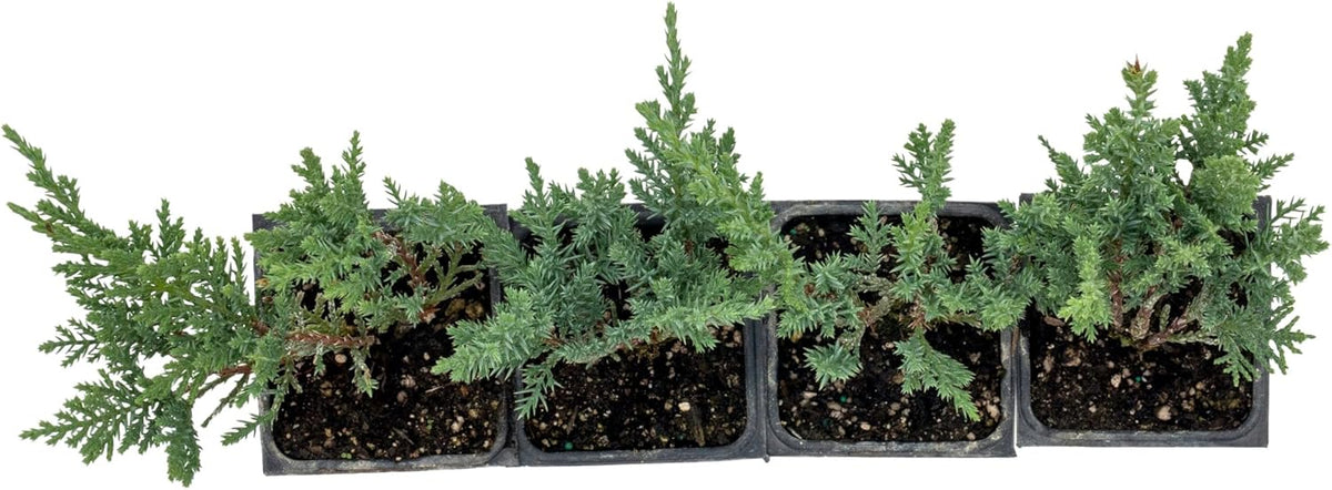 4 Tamarix Juniper in 3.5" Nursery Cubes | Juniperus Sabina ‘Tamariscifolia’ | Dense