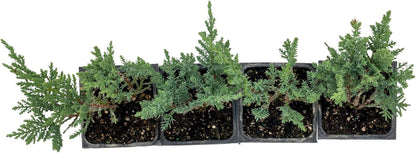 4 Tamarix Juniper in 3.5" Nursery Cubes | Juniperus Sabina ‘Tamariscifolia’ | Dense