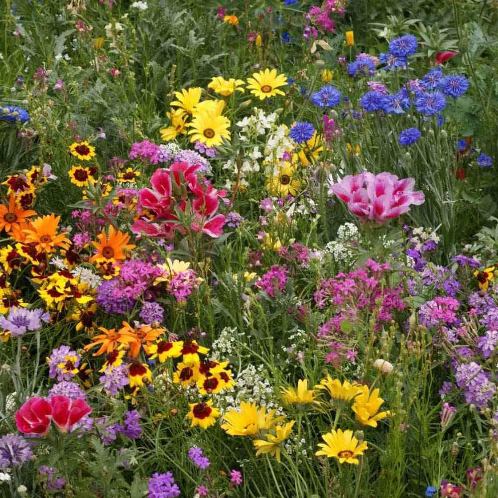 Outsidepride Low Growing Wildflower Seeds - 5 lbs Dwarf, & Short, Diverse Perennial & Annual Wild