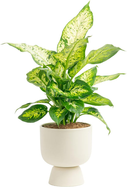 Costa Farms Dieffenbachia, Live Indoor Plant in Décor Plant Pot, Potted Houseplant in Potting Soil