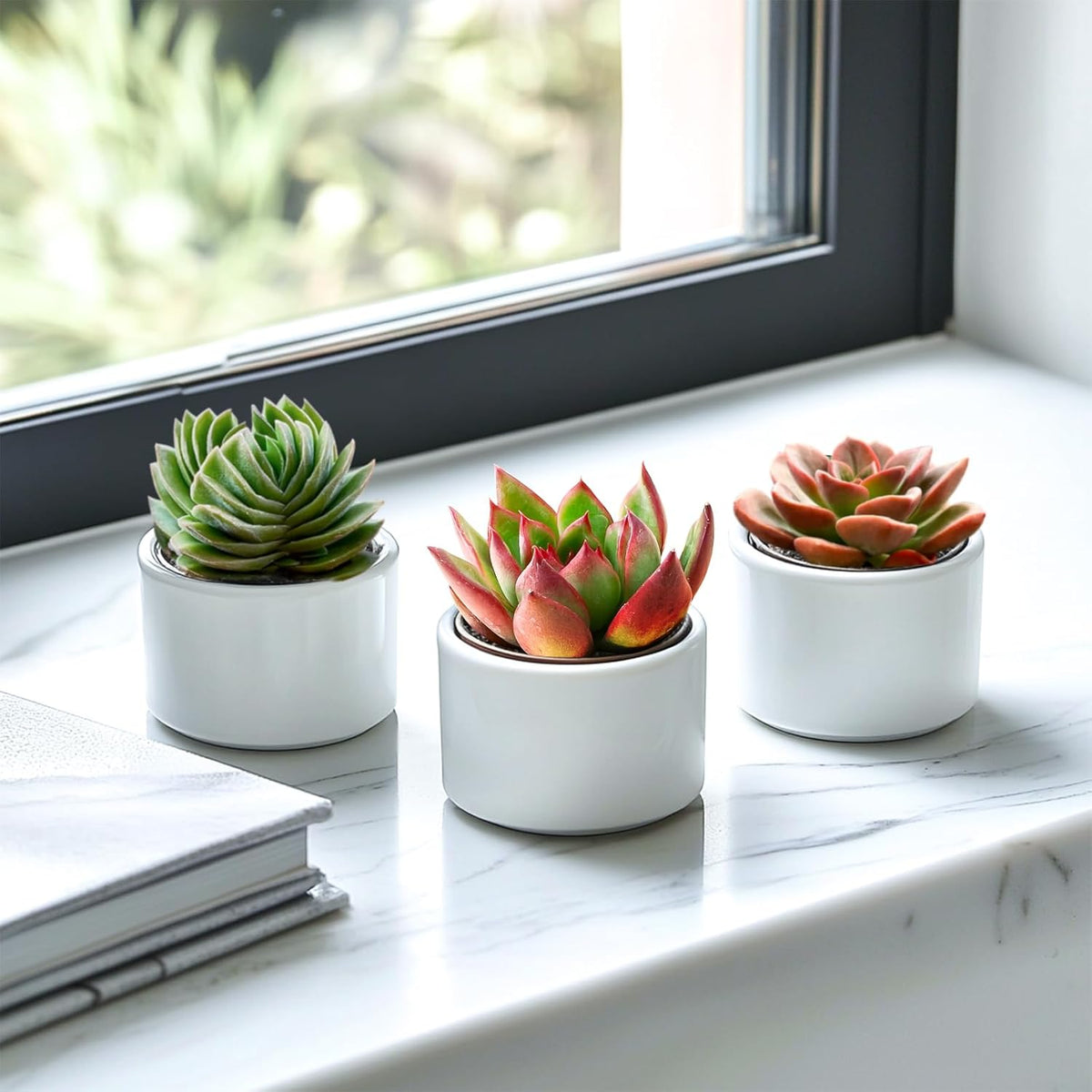 2" Live Succulent 'E. Agavoides Horse', Rare Succulent Plants Fully Rooted in Pots, Unique House