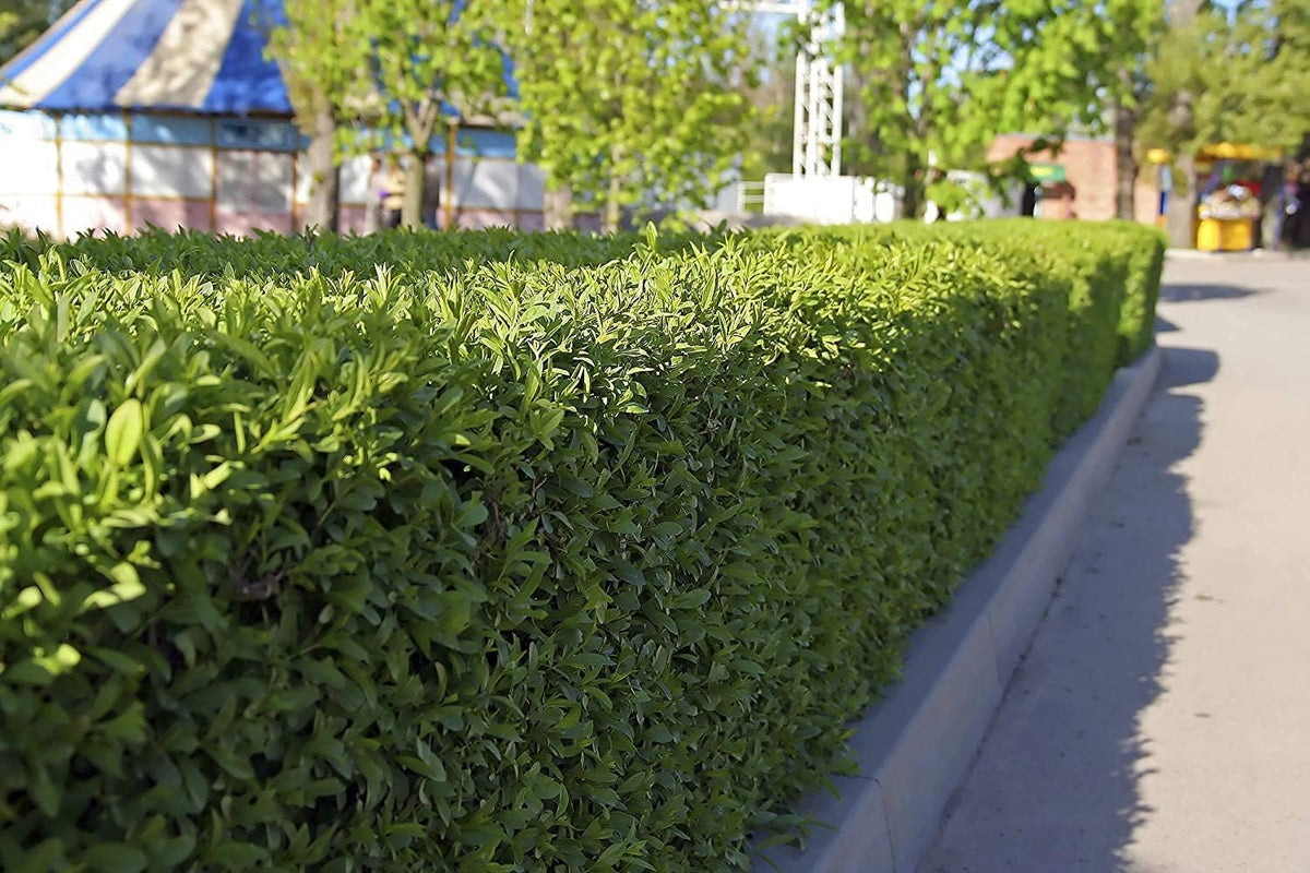 Winter Gem Boxwood | 1 Live 4 Inch Pot | Buxus Microphylla Japonica | Fast Growing Cold Hardy