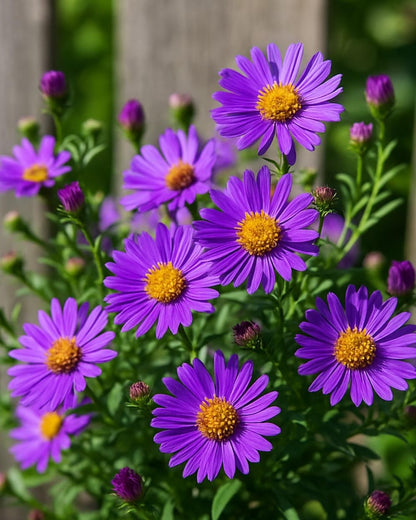 Perennial Farm Aster D. 'Wood's Purple' – Live Perennial in #1 Container, Pale Violet Daisy-Like