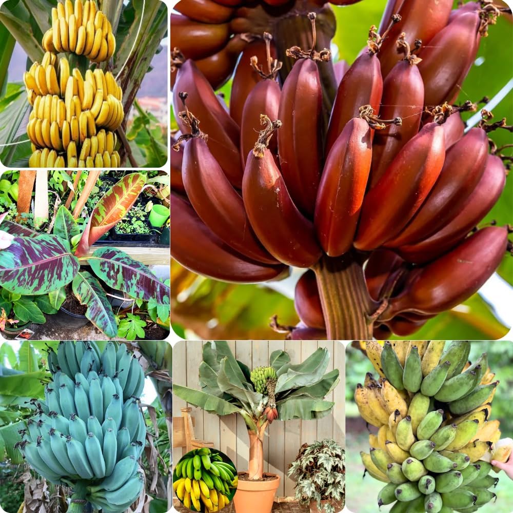 Mixed Banana Plant Live, 4-6" Tall Well-Rooted for Indoor Tropical Displays, Cold Hardy Banana
