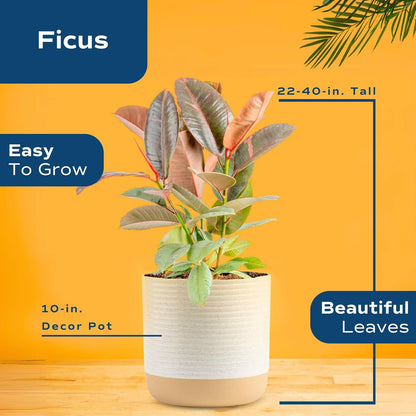 Costa Farms Ficus Live Plant | Beautiful Potted Houseplant in 10-Inch Decorative Plant Pot | 22-40