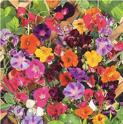 Climbing Vine Seeds for Planting – Colorful Mix of Climbing Flower Seeds: Morning Glory