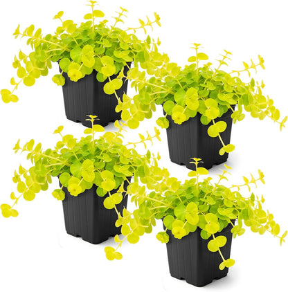 Creeping Jenny Live Plant (Lysimachia nummularia) - 4 Plants Per Pack - Healthy Trailing Perennial