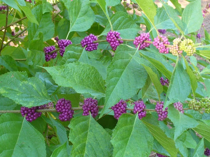 American Beautyberry | 3 Live Plants | Callicarpa Americana | Drought-Tolerant, Vibrant Purple