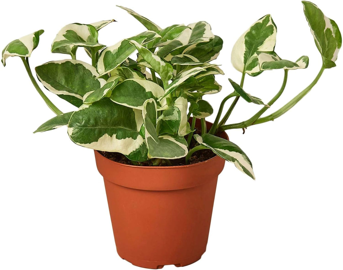 Pothos 'N'joy' Live Plant for Indoor | Different Houseplants in 4'' & 6'' Pot | Real House Plant