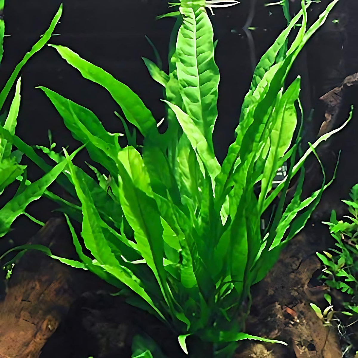 6 Species Aquarium Plants Package - Java Fern (Microsorum), Anubias (Anubias Barteri), Hornwort