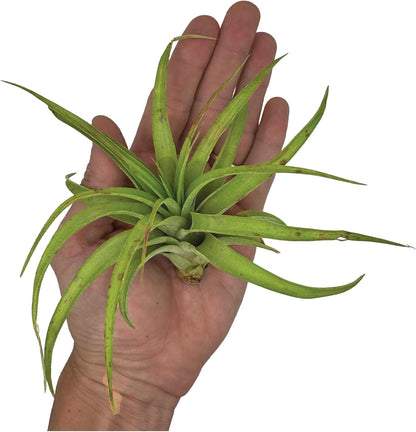 ragnaroc Air Plants - Tillandsia Capitata (Peach), Large 5-7” - 2 ct - Live Arrival Guaranteed
